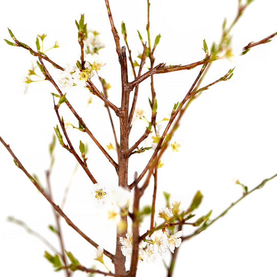 Branching stems with white spring blossoms and emerging green leaves on an Au Rosa Plum tree