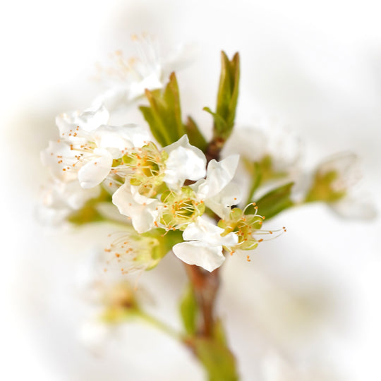 Macro close-up of white spring blossoms and emerging green leaves on an Au Rosa Plum tree