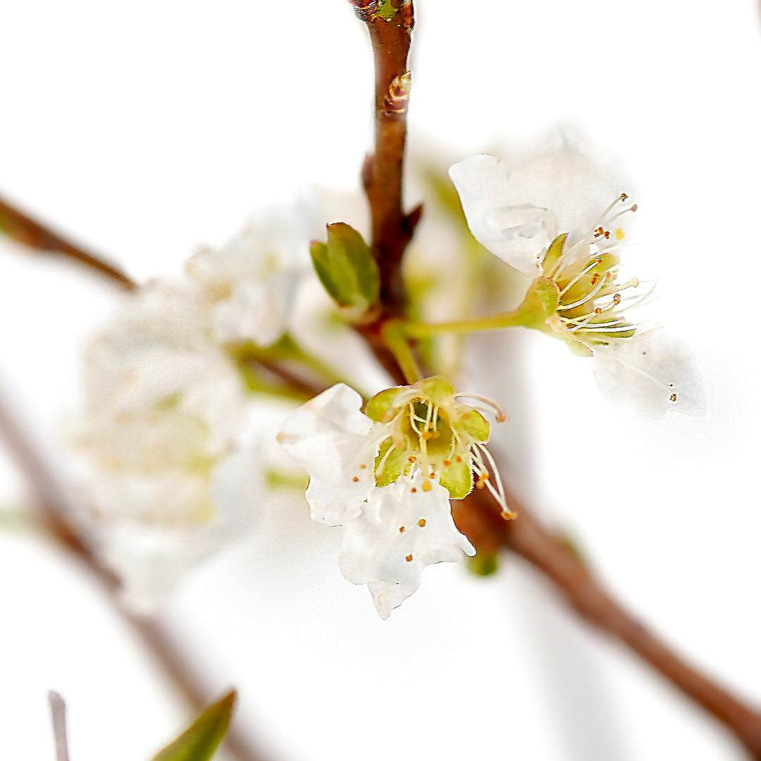 Macro close-up of delicate white spring blossoms and green sprouting leaves on an Au Rosa Plum tree