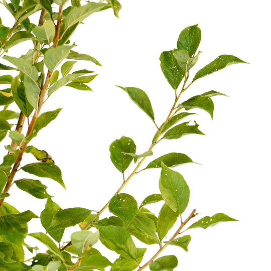 Close-up of bright green summer foliage on an Au Rosa Plum tree