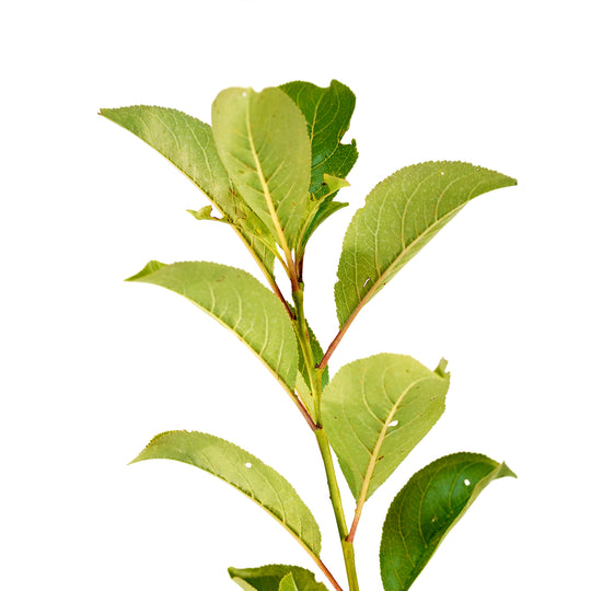Close-up of bright green summer leaves on an Au Rosa Plum tree stem