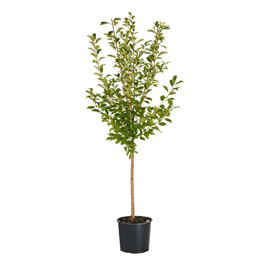 Au Rosa Plum tree with green summer foliage in a black nursery pot