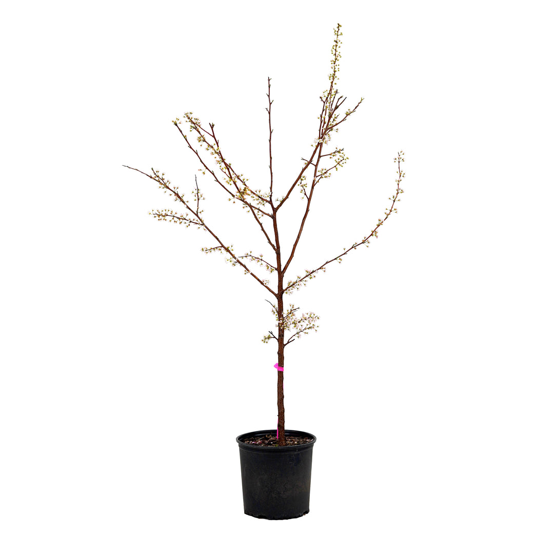 Blooming Bruce Plum tree with white spring flowers in a black nursery pot