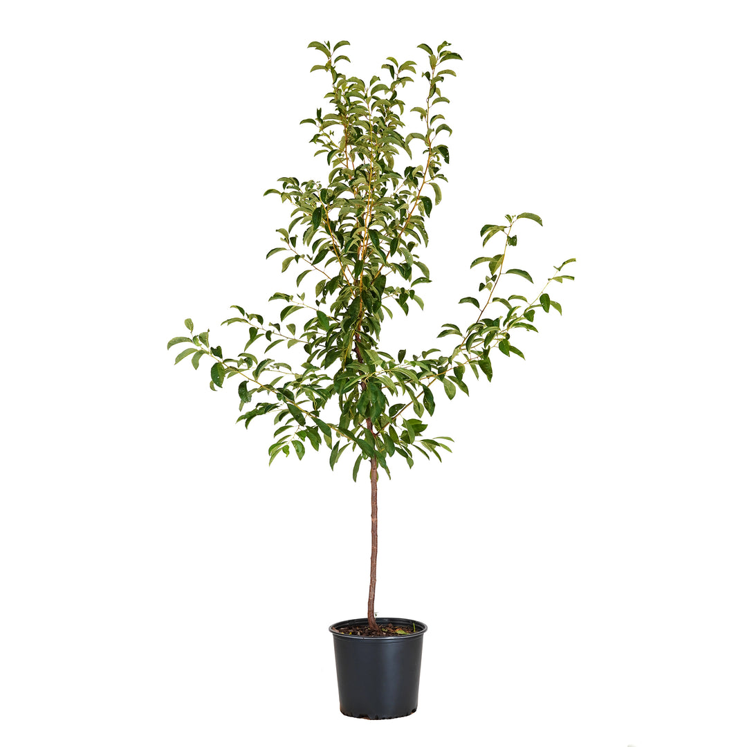 Bruce Plum tree with green summer foliage in a black nursery pot