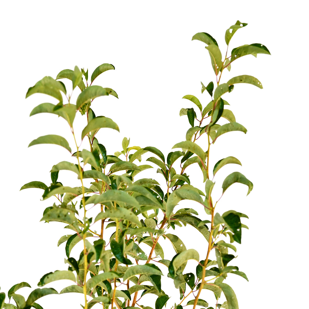 Close-up of upward-reaching stems and green summer foliage on a Bruce Plum tree