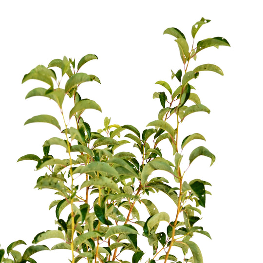 Close-up of upward-reaching stems and green summer foliage on a Bruce Plum tree