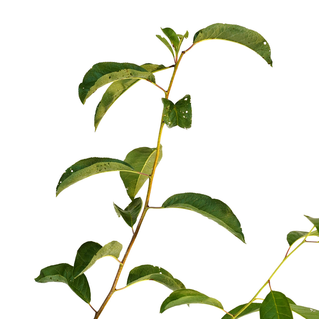 Close-up of bright green leaves on a Bruce Plum tree stem