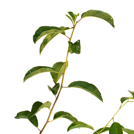 Close-up of bright green leaves on a Bruce Plum tree stem