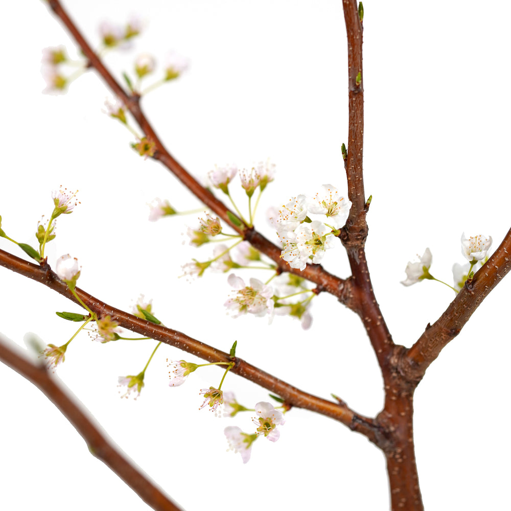 Close-up of bright green leaves on a Bruce Plum tree stem