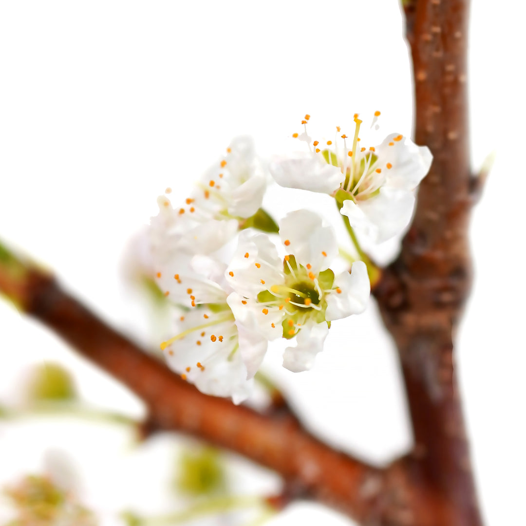 Macro close-up of delicate white spring blossoms on a Bruce Plum tree branch