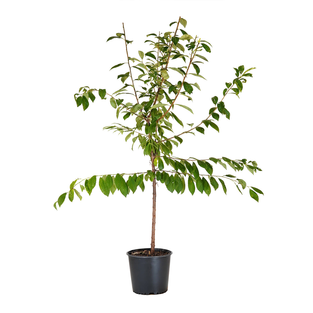 Burbank Plum tree with green summer foliage in a black nursery pot