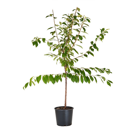 Burbank Plum tree with green summer foliage in a black nursery pot
