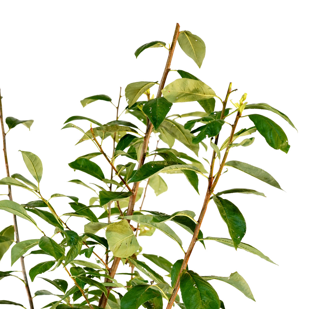Close-up of upward-reaching stems and green summer foliage on a Burbank Plum tree