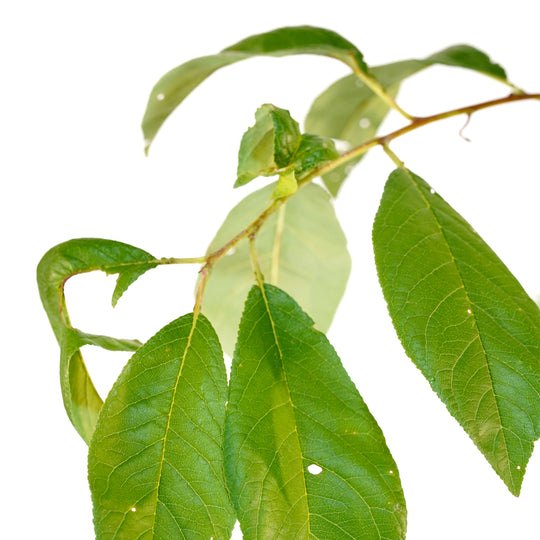 Close-up of bright green leaves on a Burbank Plum tree stem