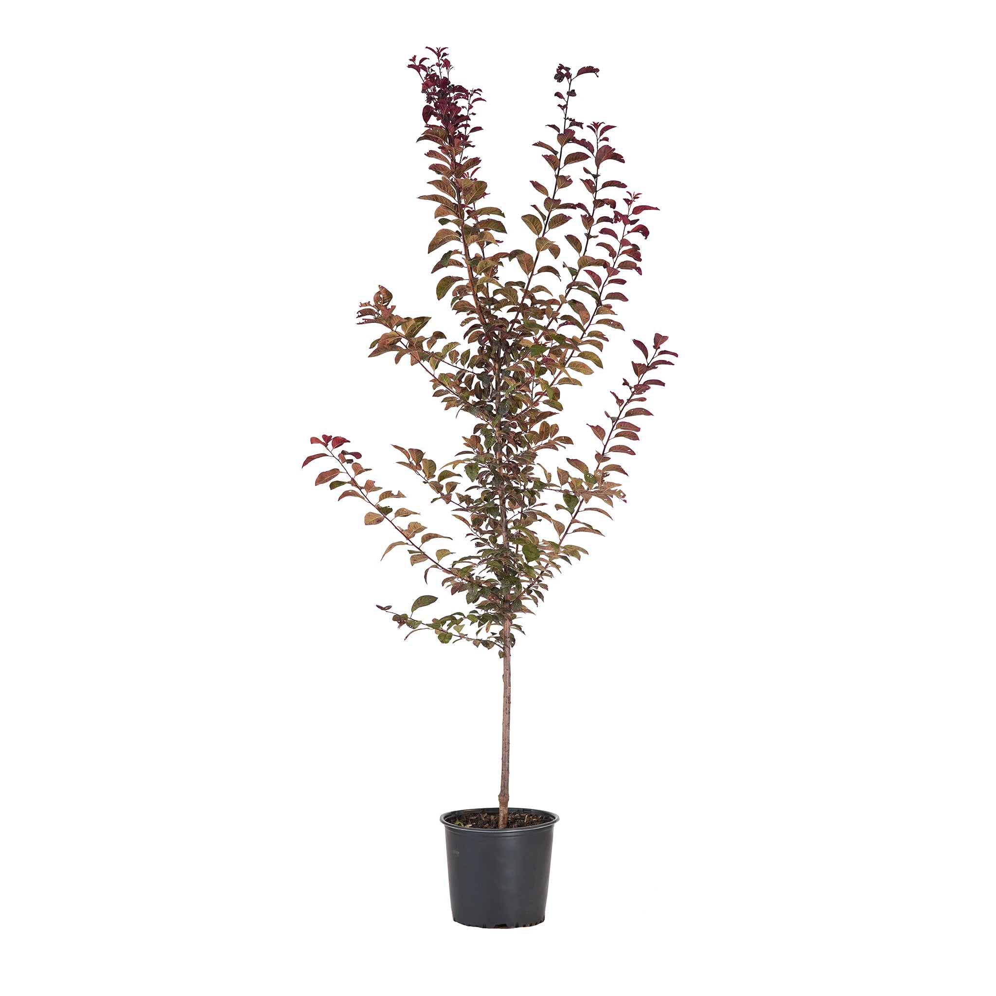 Potted Krater Vesuvius Flowering Plum tree with deep reddish-purple foliage