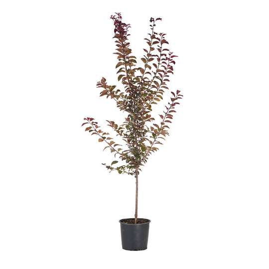 Potted Krater Vesuvius Flowering Plum tree with deep reddish-purple foliage