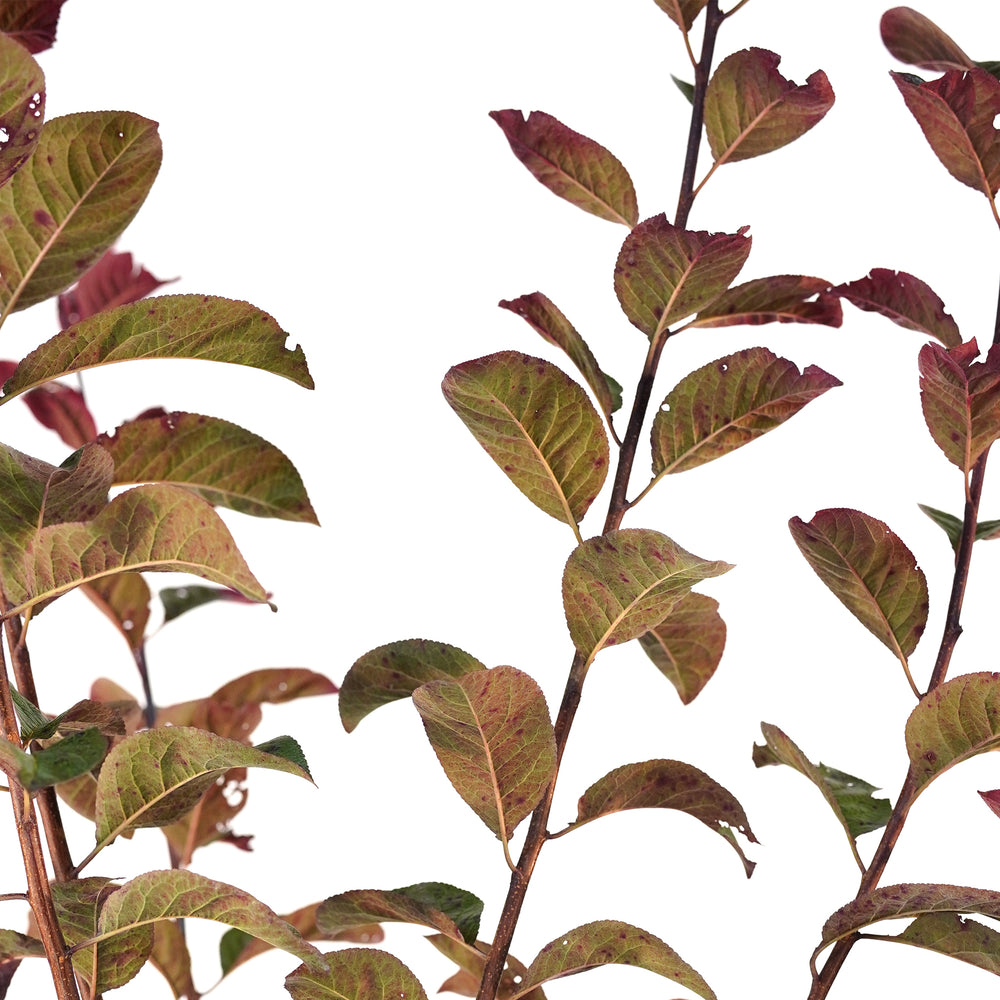 Potted Krater Vesuvius Flowering Plum tree with deep reddish-purple foliage