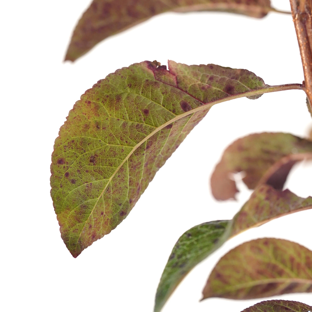 Macro close-up of a mottled green and red leaf on a Krater Vesuvius Flowering Plum tree