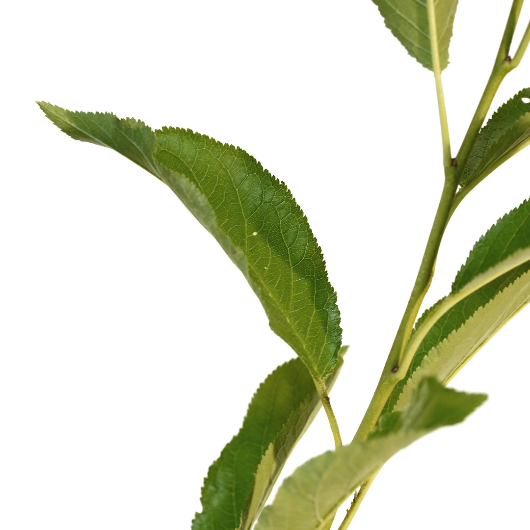 Close-up of bright green leaves on a Golden Plum tree stem