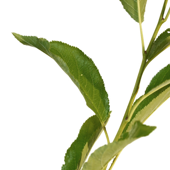Close-up of bright green leaves on a Golden Plum tree stem