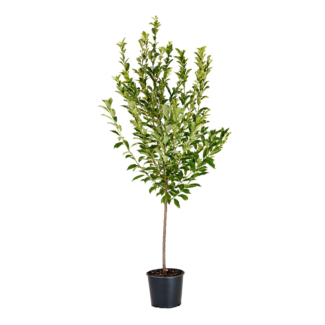 Gulf Beauty Plum tree with green summer foliage in a black nursery pot