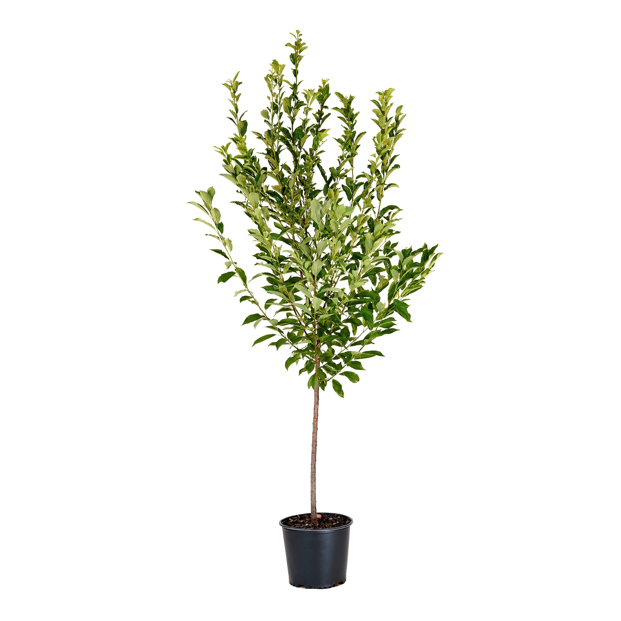 Gulf Beauty Plum tree with green summer foliage in a black nursery pot