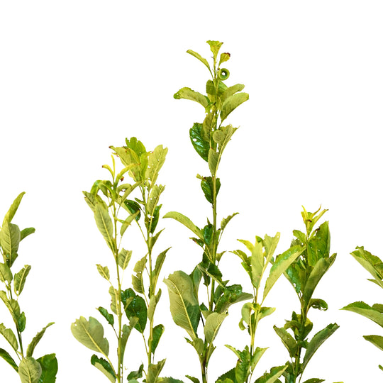 Close-up of bright green summer foliage on a Gulf Beauty Plum tree