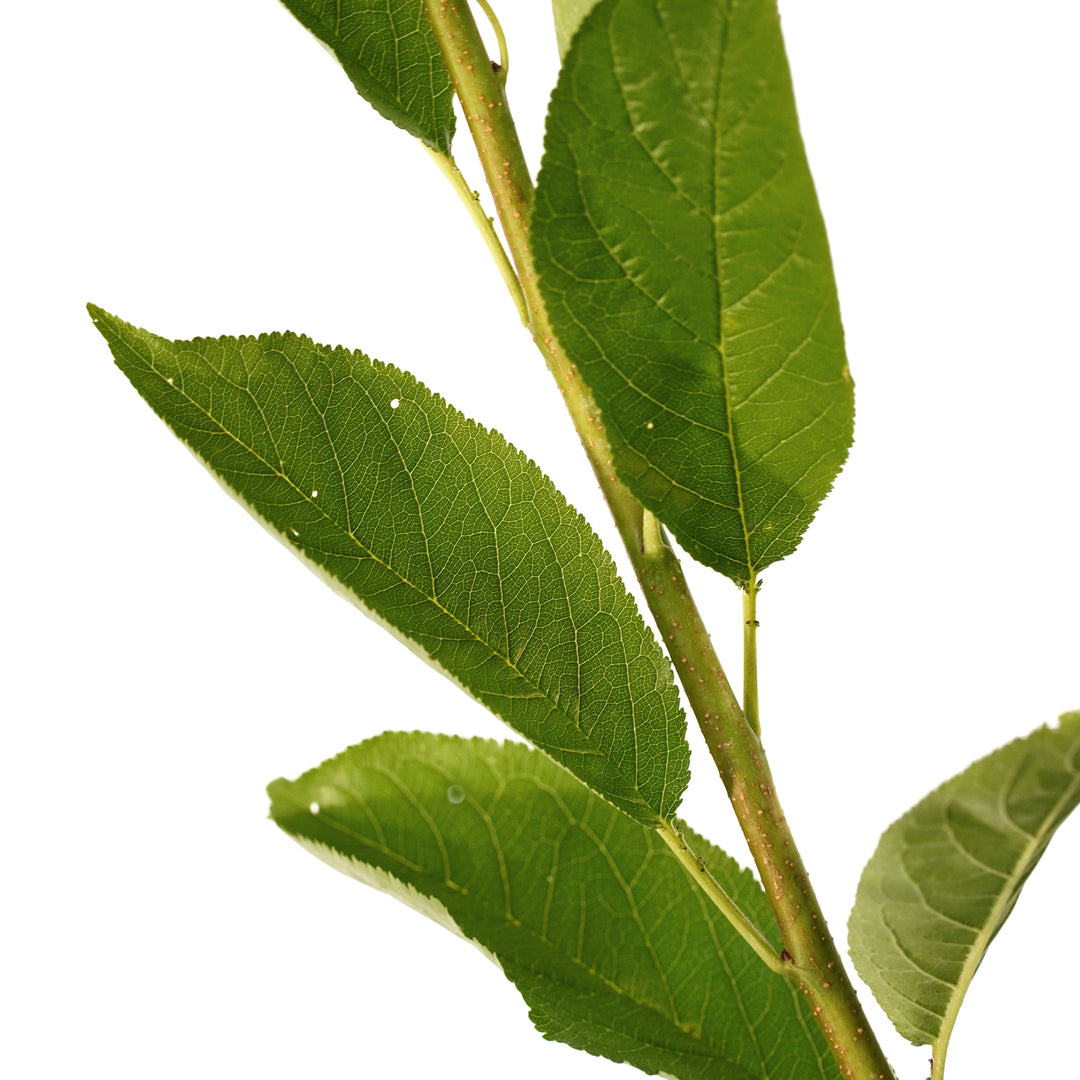 Close-up of bright green leaves on a Gulf Beauty Plum tree stem