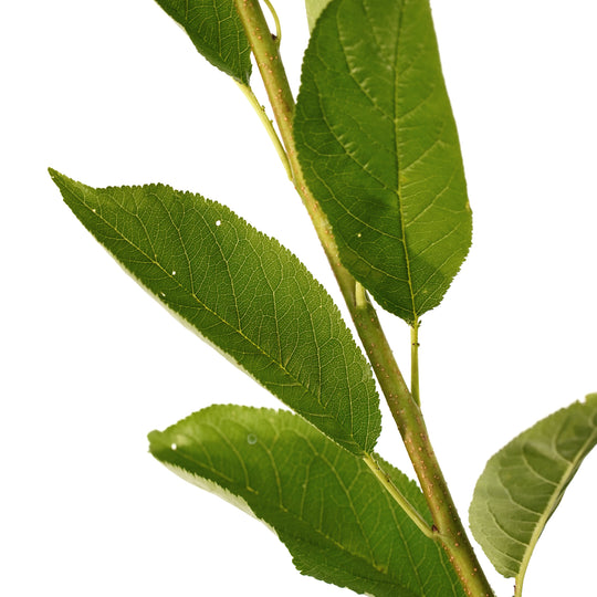 Close-up of bright green leaves on a Gulf Beauty Plum tree stem