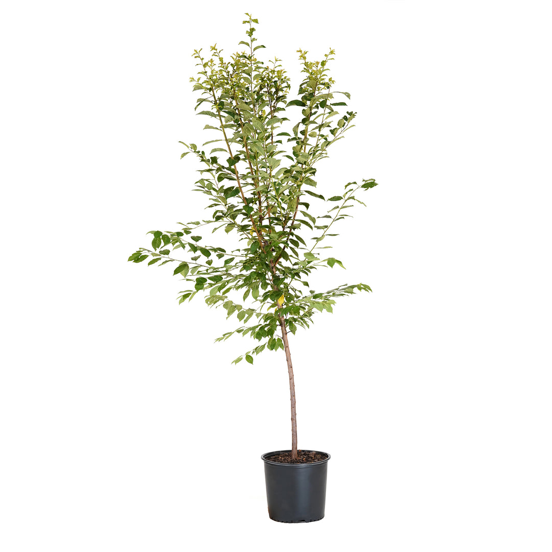 Methley Plum tree with green summer foliage in a black nursery pot