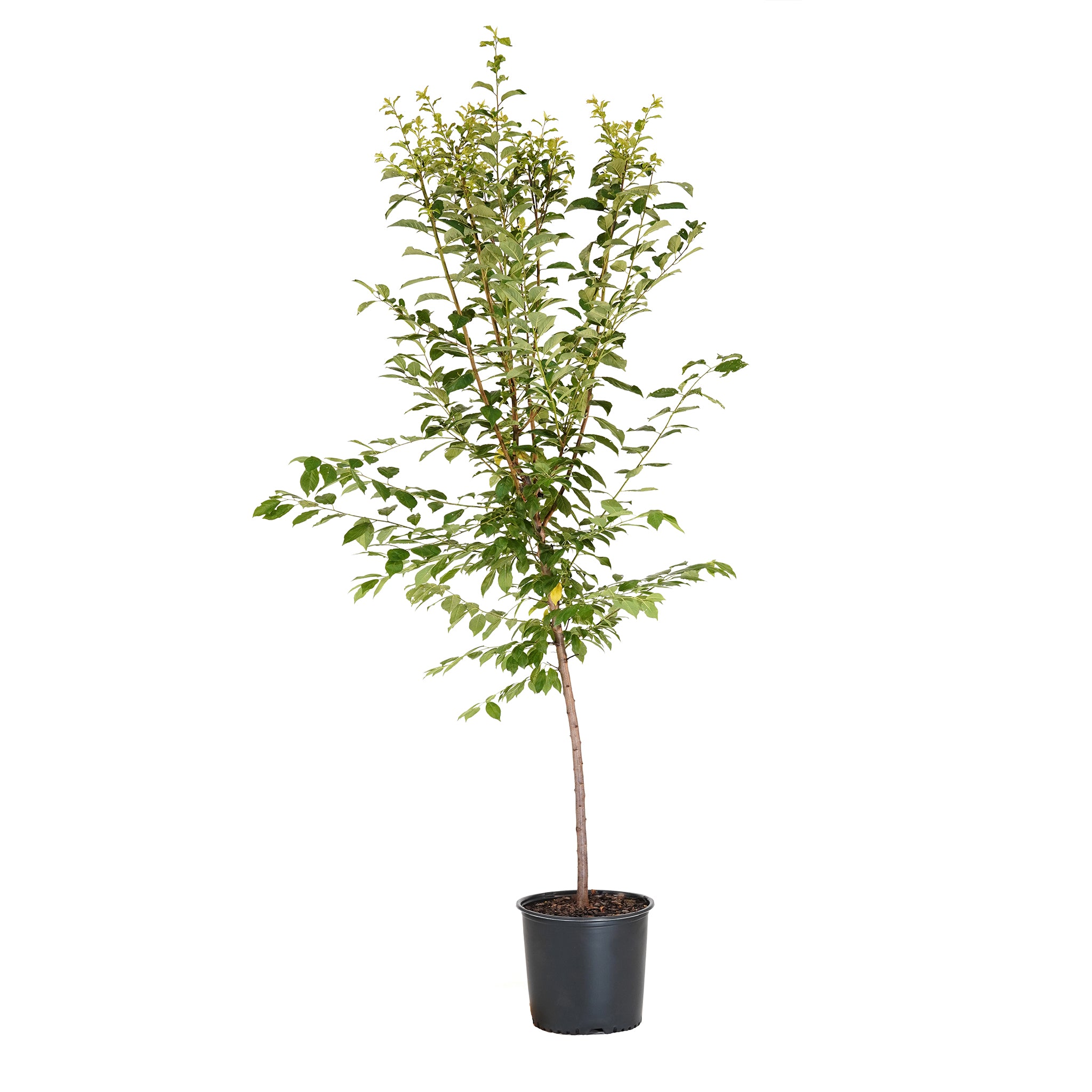 Methley Plum tree with green summer foliage in a black nursery pot