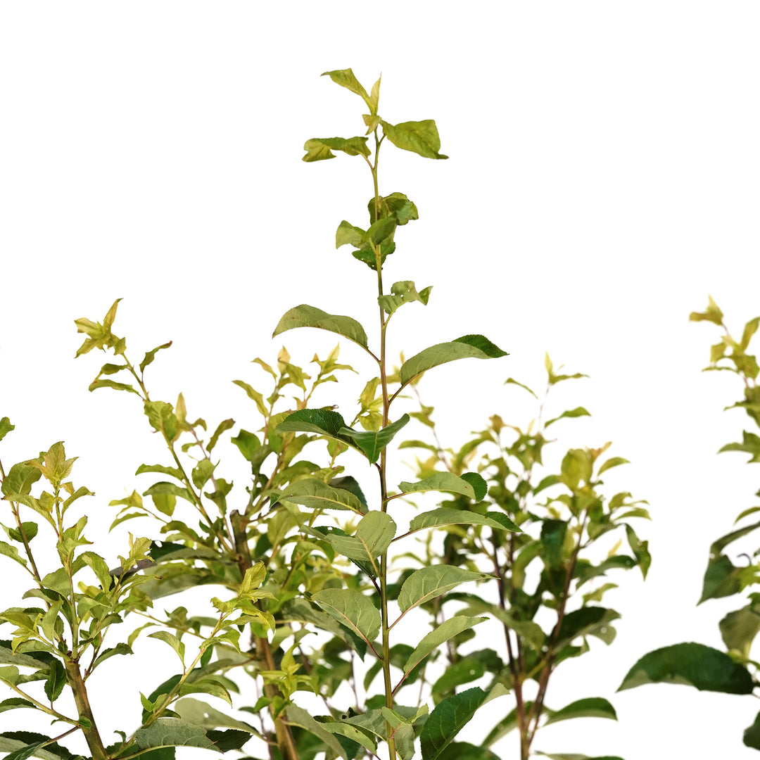 Close-up of upward-reaching stems and green summer foliage on a Methley Plum tree
