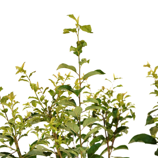 Close-up of upward-reaching stems and green summer foliage on a Methley Plum tree