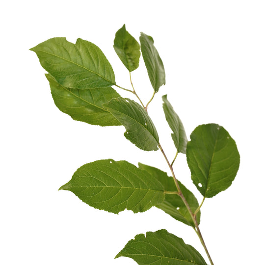 Close-up of bright green leaves on a Methley Plum tree stem