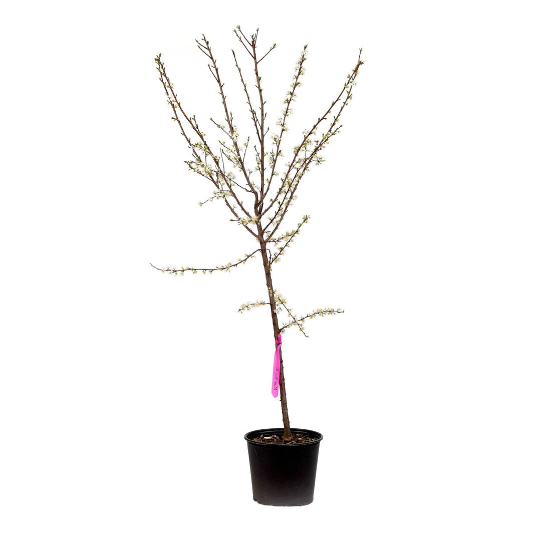 Blooming Morris Plum tree with white spring flowers in a black nursery pot
