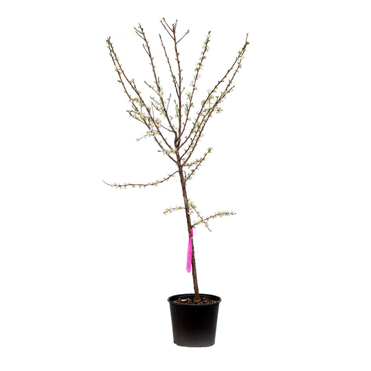 Blooming Morris Plum tree with white spring flowers in a black nursery pot