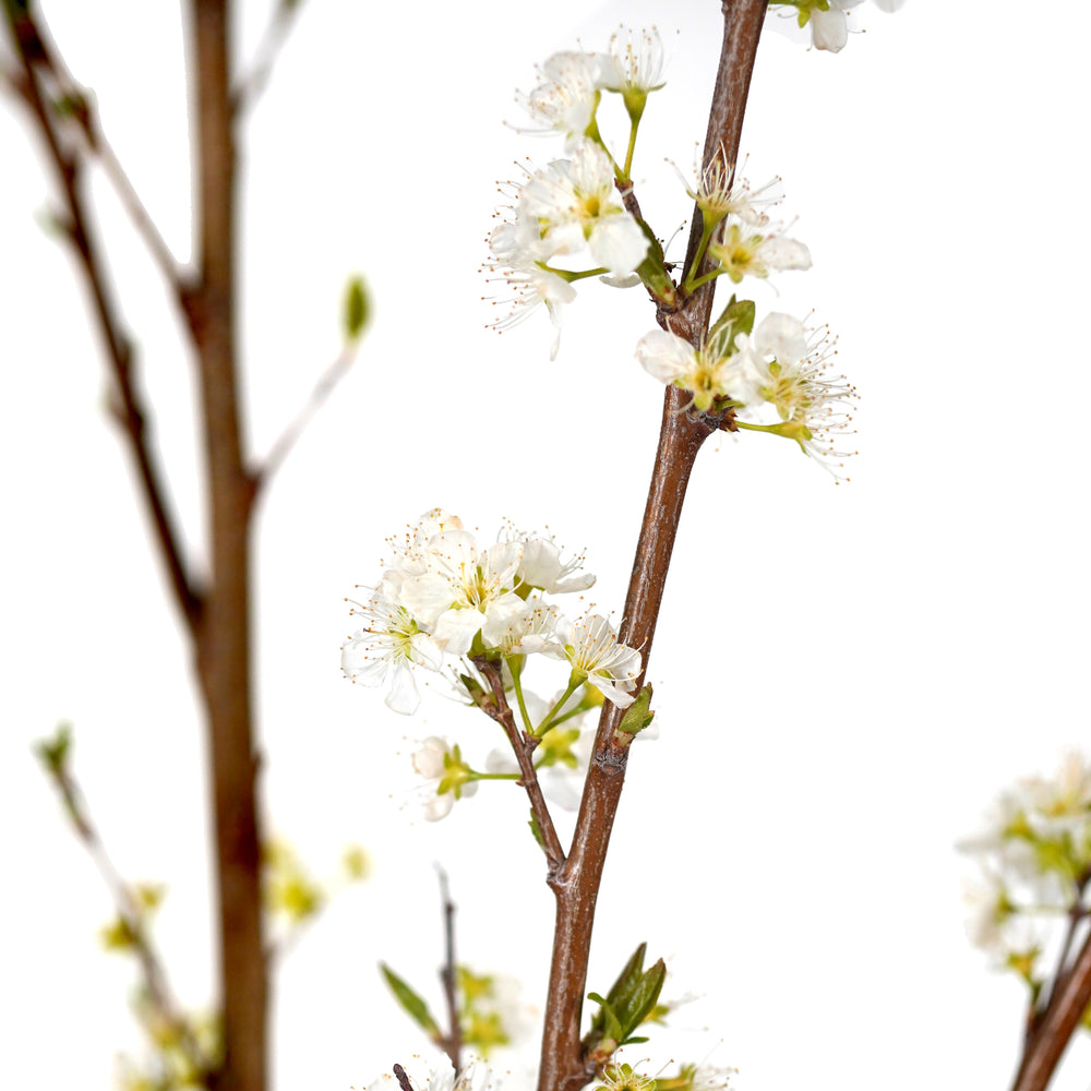 Close-up of white spring blossoms on the branches of a Morris Plum tree