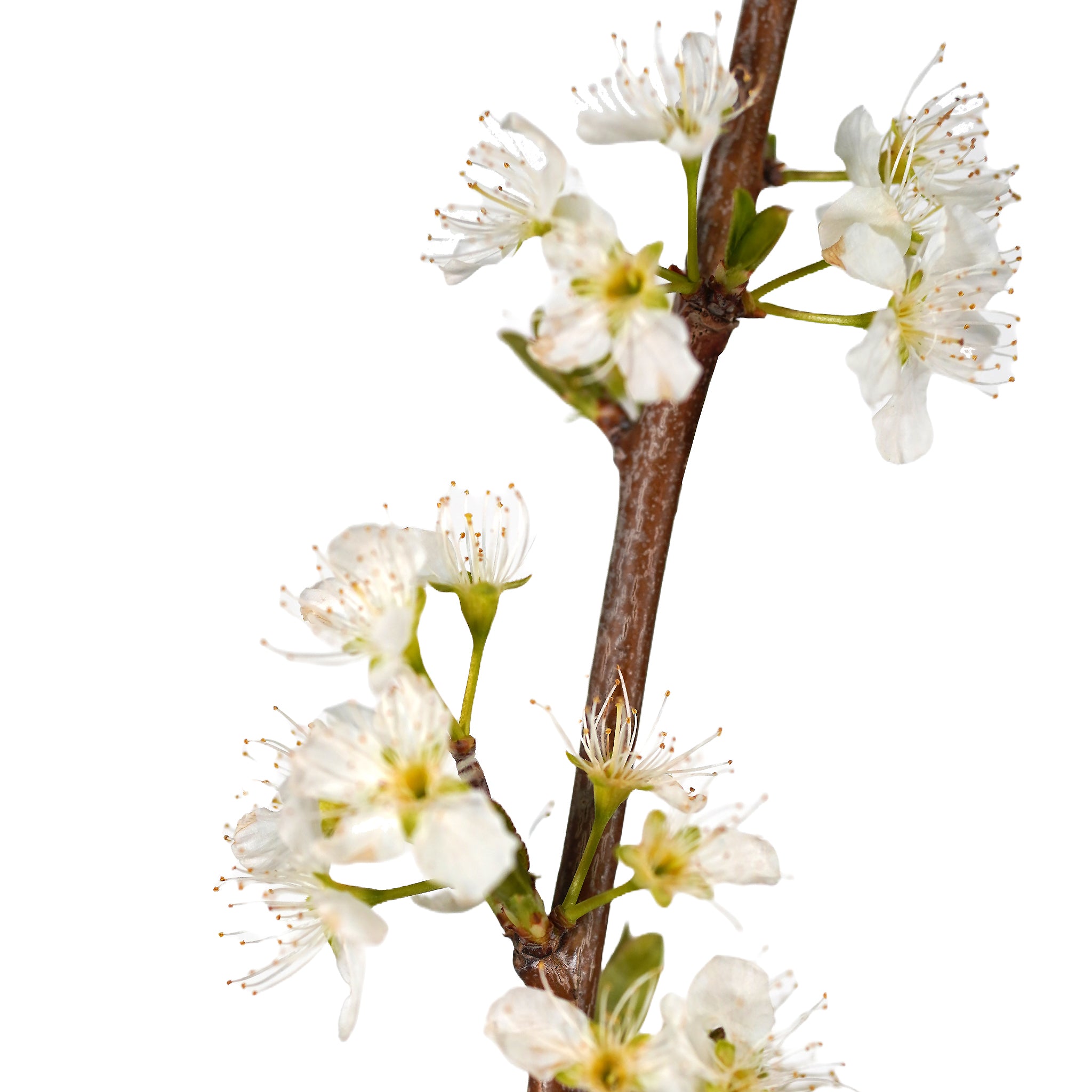 Macro close-up of white spring blossoms and emerging green leaves on a Morris Plum tree stem