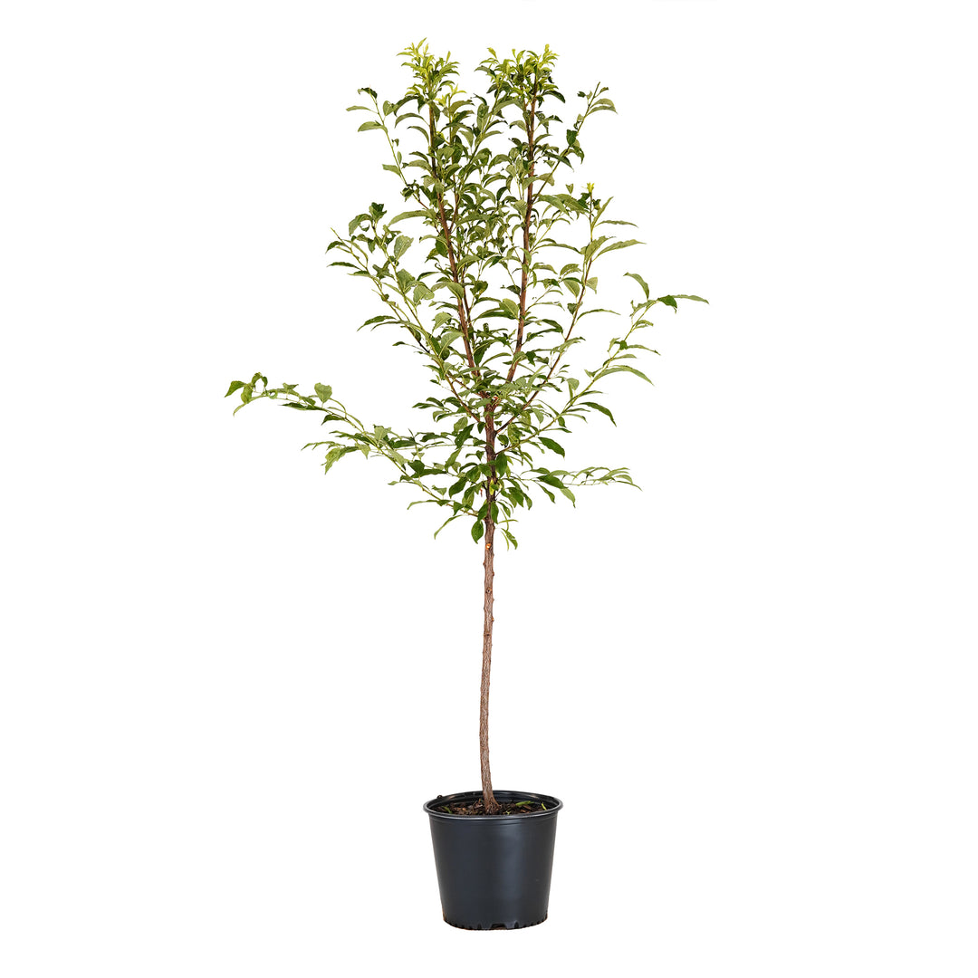 Morris Plum tree with green summer foliage in a black nursery pot