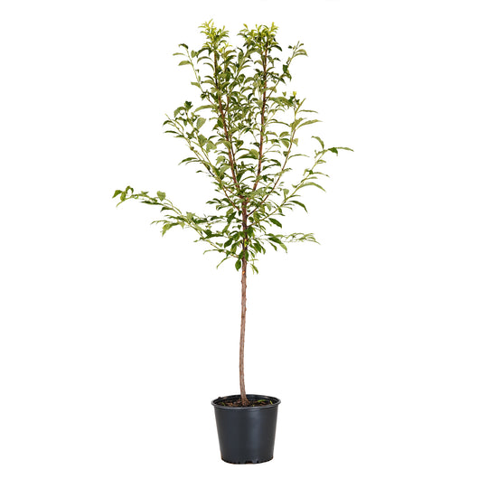 Morris Plum tree with green summer foliage in a black nursery pot