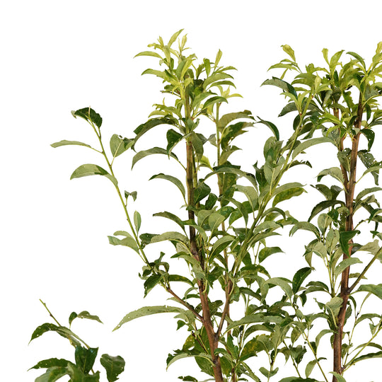 Close-up of bright green summer foliage on a Morris Plum tree