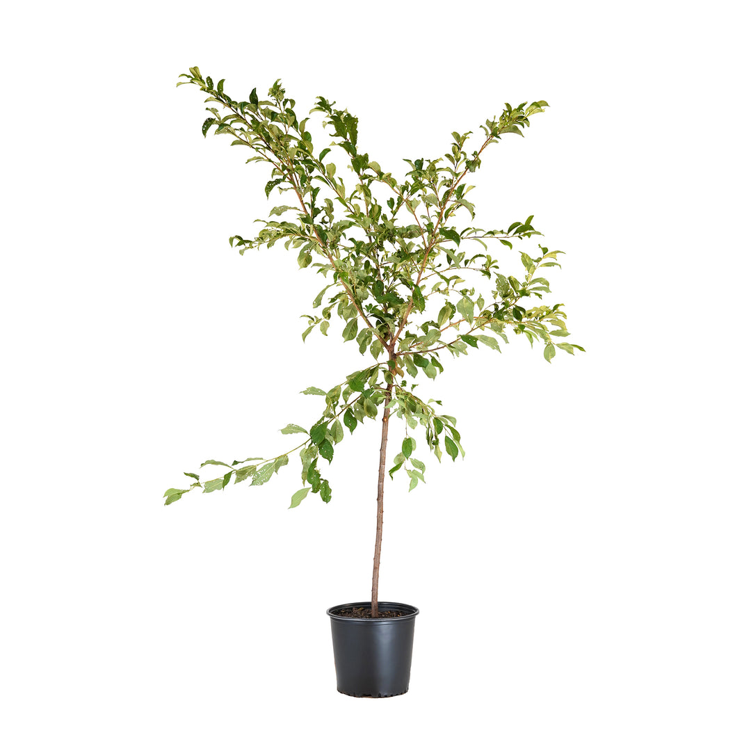 Ozark Premier Plum tree with green summer foliage in a black nursery pot
