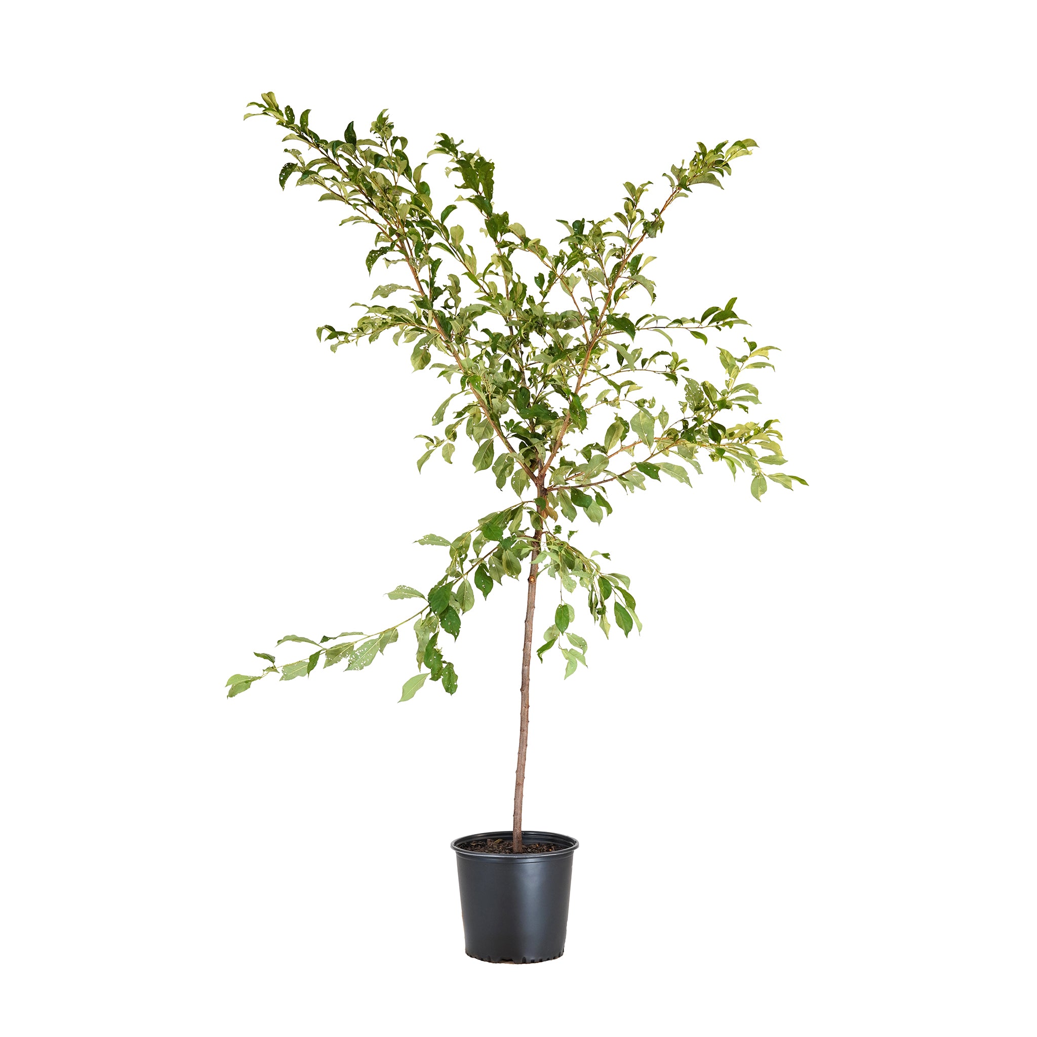 Ozark Premier Plum tree with green summer foliage in a black nursery pot