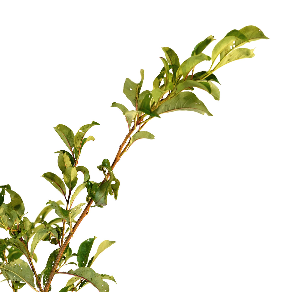 Close-up of an upward-reaching branch with green summer foliage on an Ozark Premier Plum tree