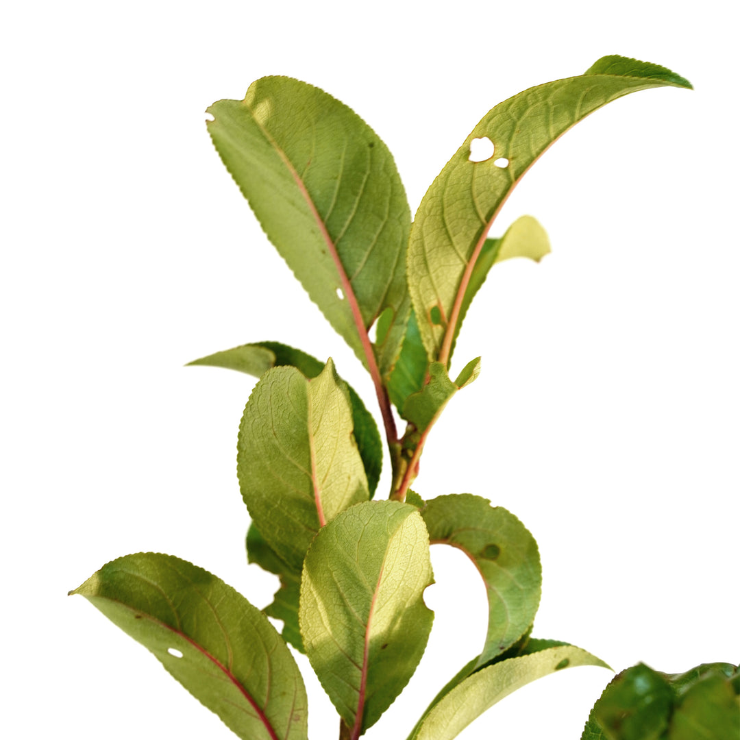 Close-up of bright green leaves on an Ozark Premier Plum tree stem