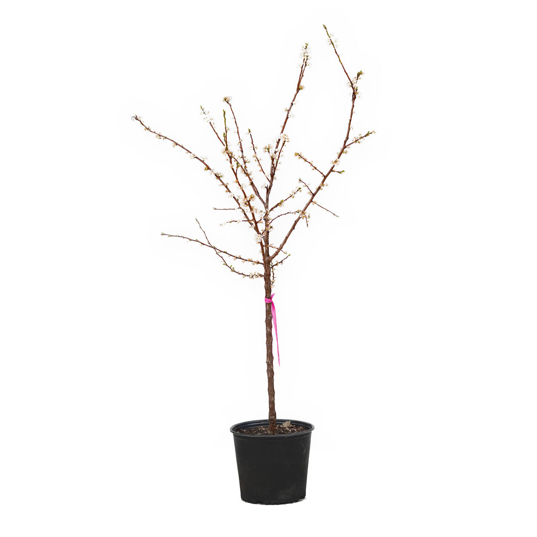 Blooming Spring Satin Plumcot tree with white spring flowers in a black nursery pot
