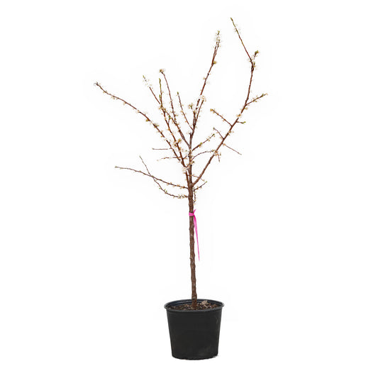 Blooming Spring Satin Plumcot tree with white spring flowers in a black nursery pot