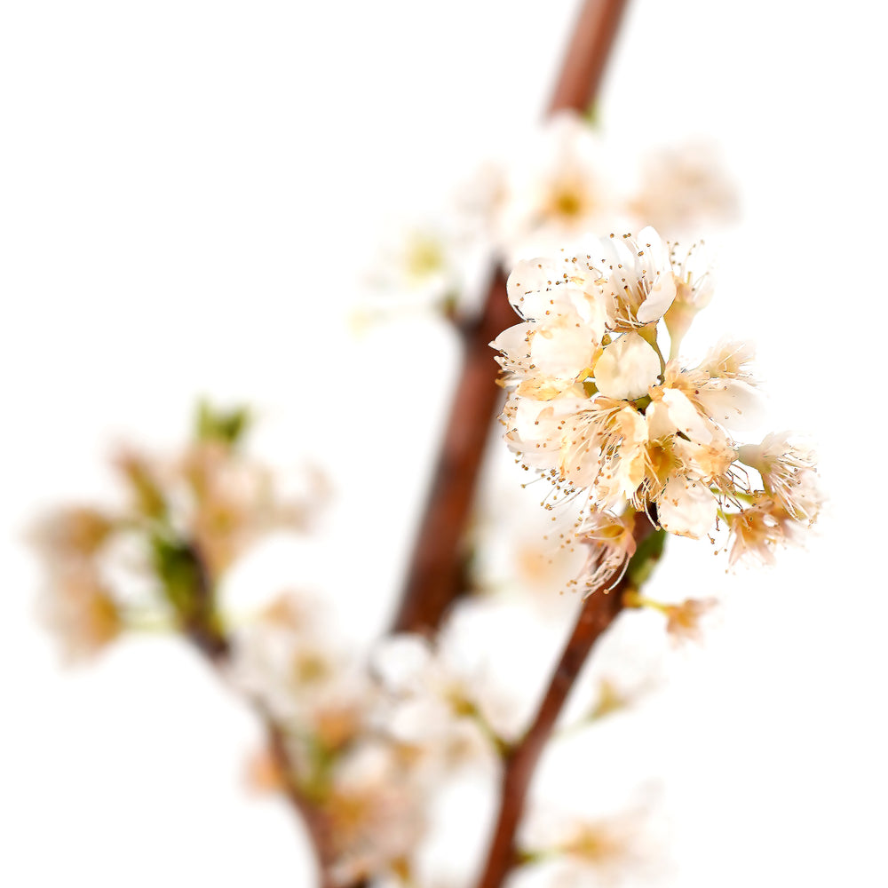 Macro close-up of delicate white spring blossoms on a Spring Satin Plumcot tree branch