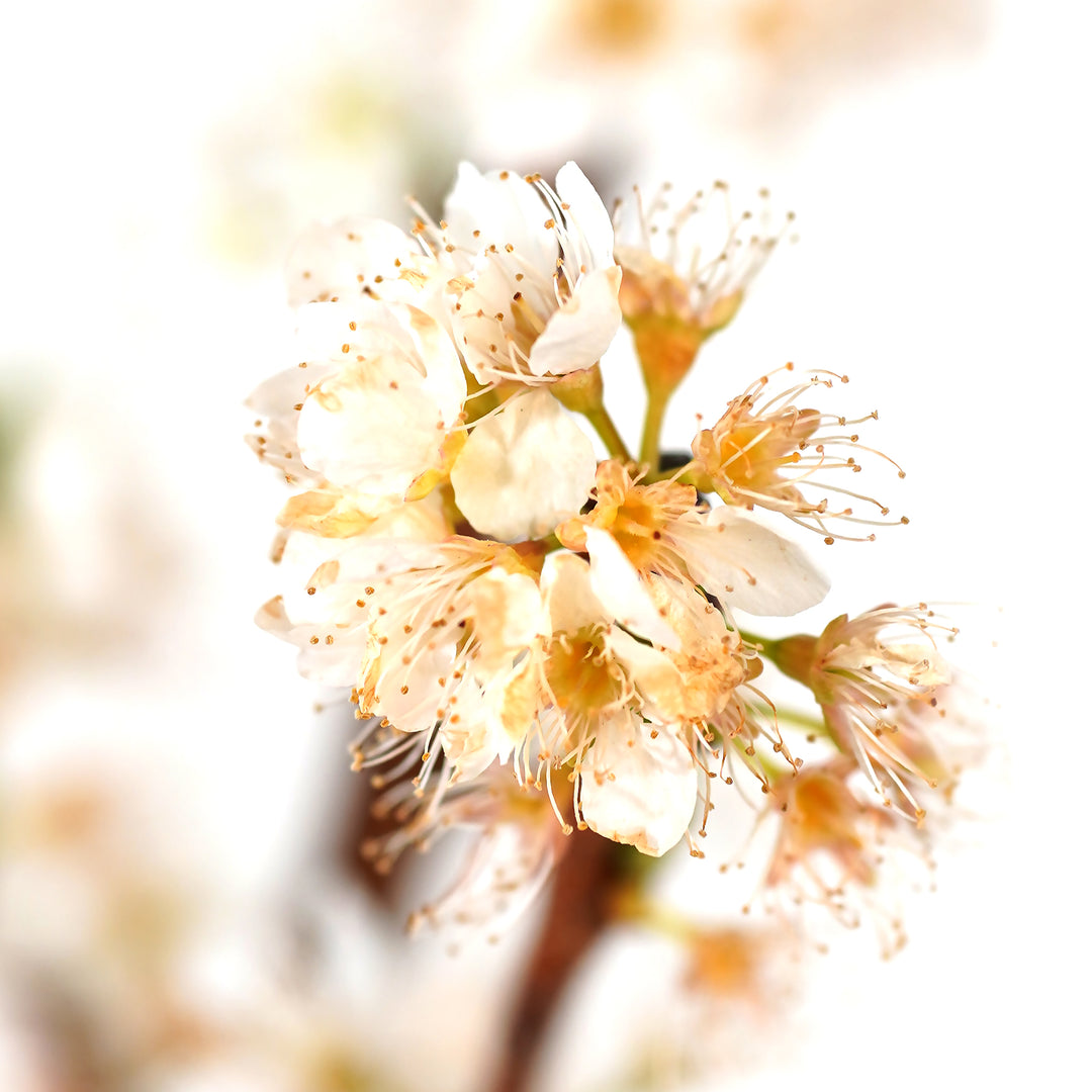 Macro close-up of a cluster of white spring blossoms on a Spring Satin Plumcot tree