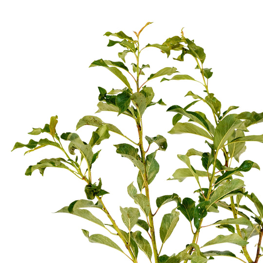 Close-up of upward-reaching stems and green summer foliage on a Spring Satin Plumcot tree
